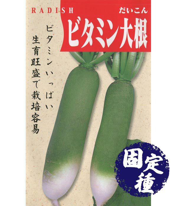 青汁ケール（キャベツの種）【固定種】|固定種 在来種に強い 野菜の