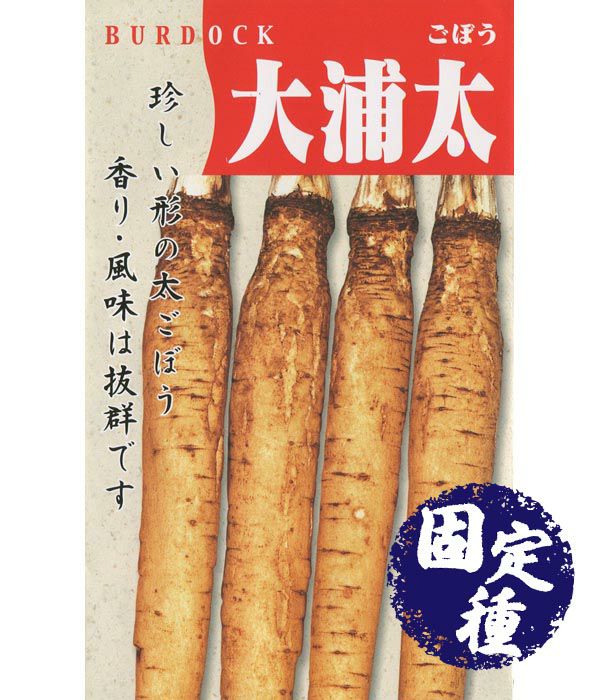 時なし八寸人参（にんじんの種）【固定種】|固定種 在来種に強い 野菜