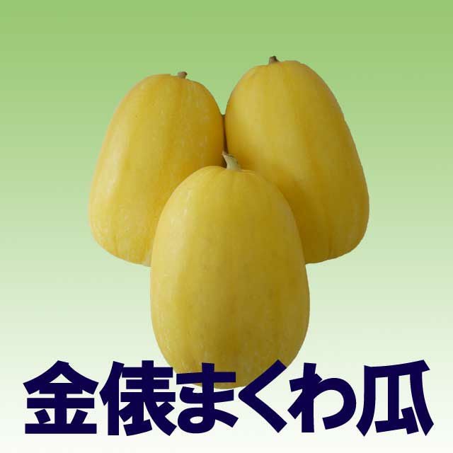金俵まくわ瓜（まくわうりの種）【固定種】|固定種 在来種に強い 野菜