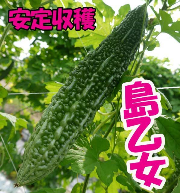 アサヒ交配 島乙女ゴーヤ（ニガウリの種）|固定種 在来種に強い 野菜の