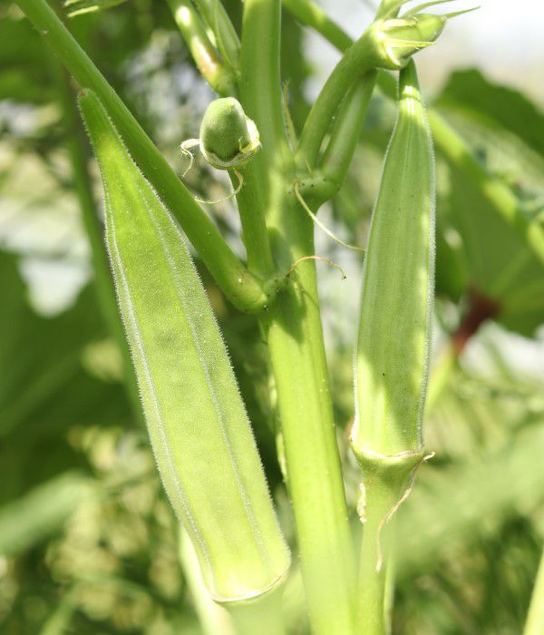 五角オクラ(オクラの種）【固定種】|固定種 在来種に強い 野菜のタネ