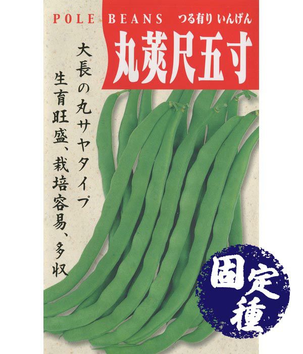 丸莢尺五寸菜豆（つる有りいんげんの種）【固定種】|固定種 在来種に