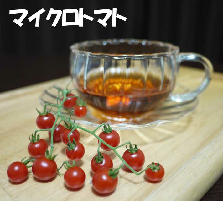 アサヒ育成 マイクロトマト赤(トマトの種）|固定種 在来種に強い 野菜