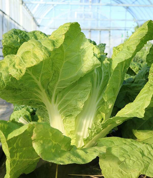 野崎二号白菜（ハクサイの種）【固定種】|固定種 在来種に強い 野菜の