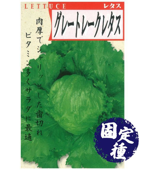 富士早生甘藍（キャベツの種）【固定種】|固定種 在来種に強い 野菜の