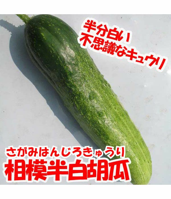 相模半白胡瓜（キュウリの種）【固定種】|固定種 在来種に強い 野菜の