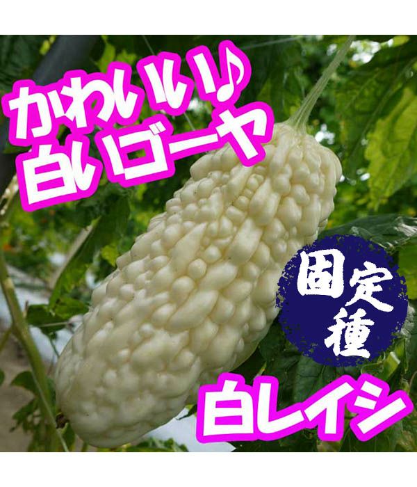 白れいし・沖縄白苦瓜（ゴーヤの種）【固定種】