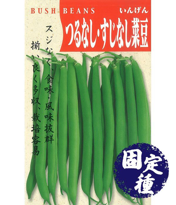 つるなしすじなし菜豆（インゲンの種）【固定種】