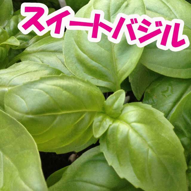 強靭、スウィートバジル強化種、大量２００粒＋粗品プレゼント＋全国匿名送料無料です ハーブ スイートバジルの種|固定種 在来種に強い 野菜のタネ専門通販