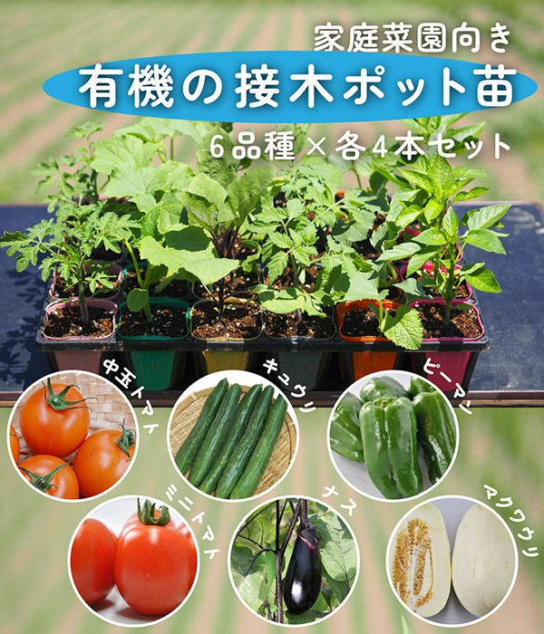 有機苗A 接木ポット苗セット（6品種×各4本）|固定種 在来種に強い 野菜