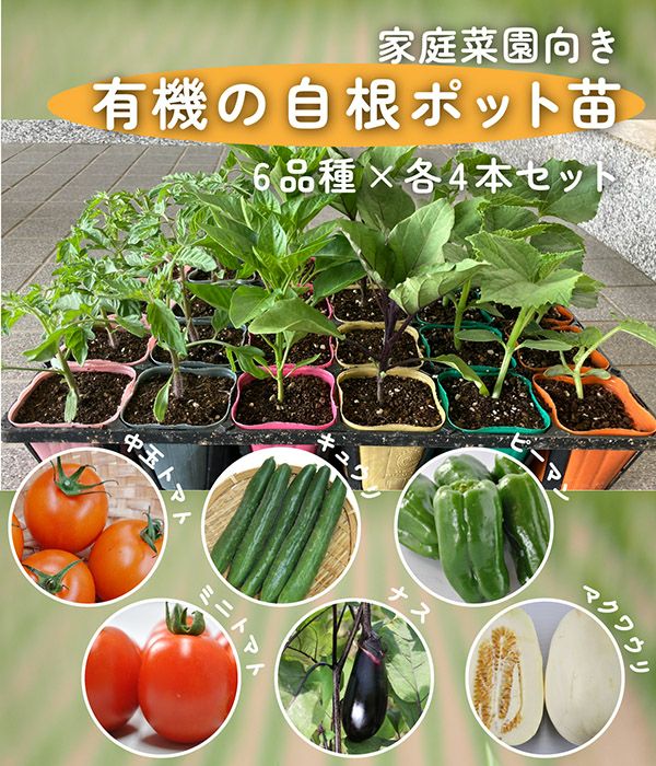 野菜苗|固定種 在来種に強い 野菜のタネ専門通販サイト|アサヒのぐるたね